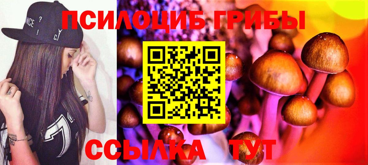 Псилоцибиновые грибы Psilocybe Камышин